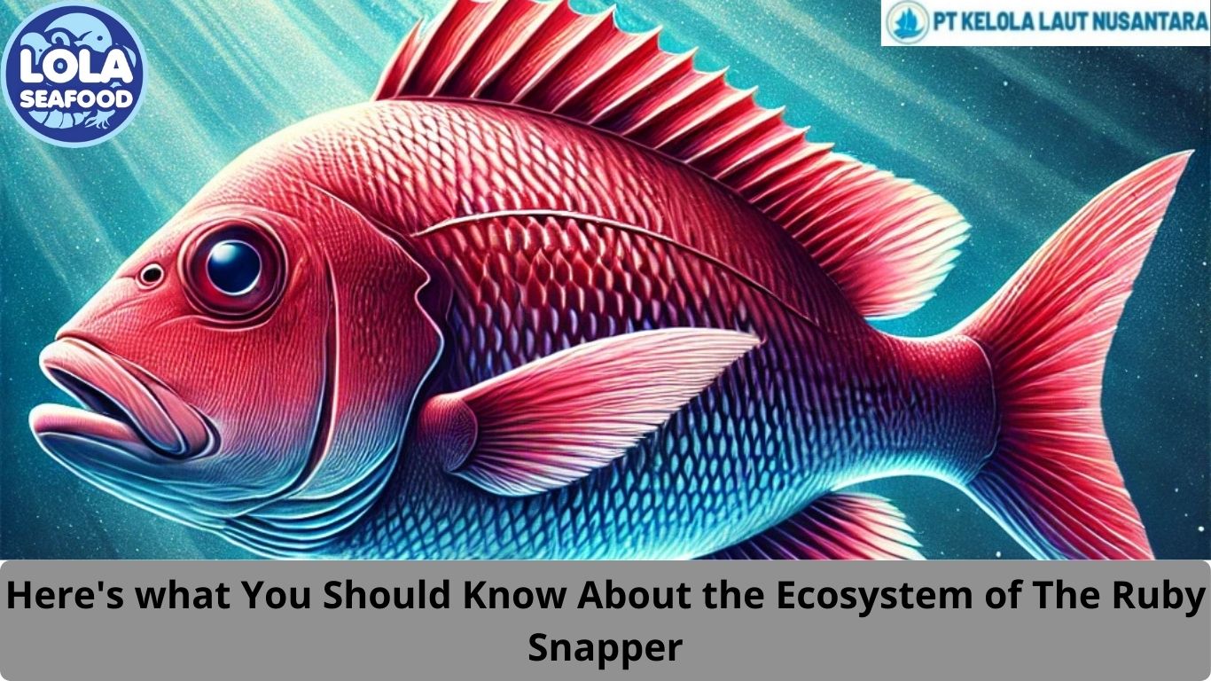 Here's what You Should Know About the Ecosystem of The Ruby Snapper